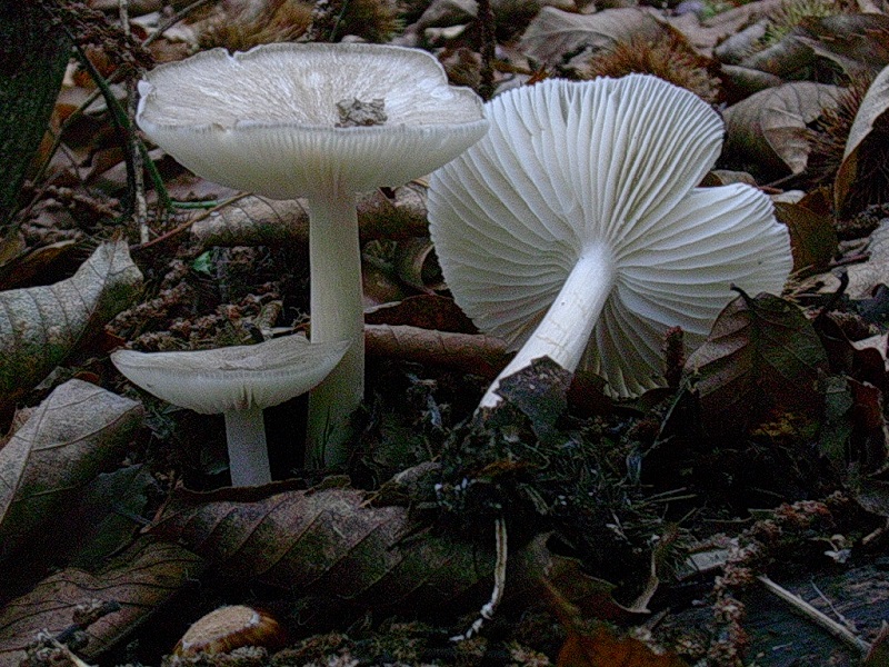 472 Ottobre vecchio ritrovamento